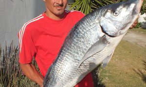 Hawemuur se 14.3kg Steenbras